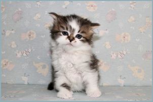 Female Siberian Kitten from Deedlebug Siberians